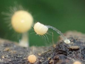 Mycena pilosus(髮毛小菇)