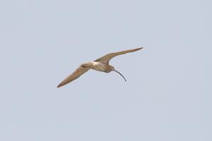 <a href="https://taieol.tw/muse/digi_object/887eb6cf8131666d7abed287106e42d5" target="_blank">大杓鷸／By：ahan88／iNaturalist</a>
