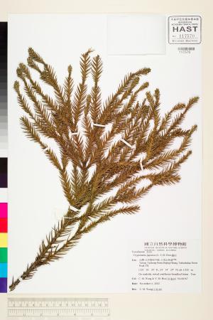 <a href="https://brmas.openmuseum.tw/muse/digi_object/711a32192443840130326b772f75ea28" target="_blank">柳杉／中央研究院生物多樣性研究博物館植物標本館 (HAST)</a>