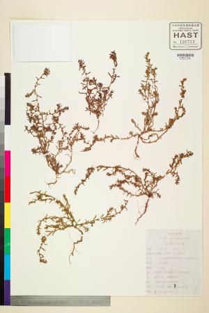 <a href="https://brmas.openmuseum.tw/muse/digi_object/711fa6f59c9ac7cbbbfc6fc61a9d64f4" target="_blank">假扁蓄(節花路蓼)／中央研究院生物多樣性研究博物館植物標本館 (HAST)</a>