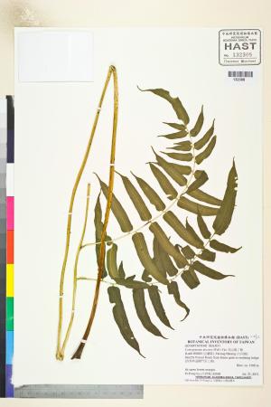 <a href="https://brmas.openmuseum.tw/muse/digi_object/7143cc398fe93f705760ac8f5e306e39" target="_blank">高山鳳了蕨／中央研究院生物多樣性研究博物館植物標本館 (HAST)</a>