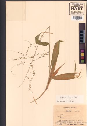 <a href="https://brmas.openmuseum.tw/muse/digi_object/714916d3aea5d2c27f02ecdebfe65c96" target="_blank">假淡竹葉／中央研究院生物多樣性研究博物館植物標本館 (HAST)</a>
