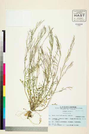 <a href="https://brmas.openmuseum.tw/muse/digi_object/718798a80d741d6a1d43843575f34f60" target="_blank">台灣碎米薺／中央研究院生物多樣性研究博物館植物標本館 (HAST)</a>