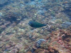 <a href="https://taieol.tw/muse/digi_object/da223c53b4da65ea9aa7d54ebc0398e4" target="_blank">青斑阿南魚／By：pchi45／iNaturalist</a>