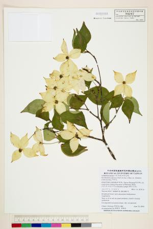 <a href="https://brmas.openmuseum.tw/muse/digi_object/71a1816e93298f4c60075454e57454d2" target="_blank">四照花／中央研究院生物多樣性研究博物館植物標本館 (HAST)</a>