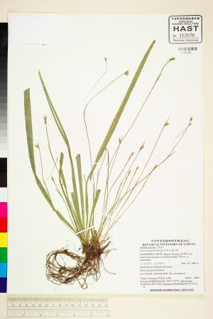 <a href="https://brmas.openmuseum.tw/muse/digi_object/71b091230902874b79158a6246d6e3a1" target="_blank">阿里山疏花薹／中央研究院生物多樣性研究博物館植物標本館 (HAST)</a>