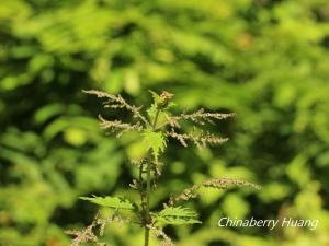 <a href="https://taieol.tw/muse/digi_object/0c13ae124528ee87a74c180b17369bc4" target="_blank">咬人貓／By：chinaberryhuang／iNaturalist</a>