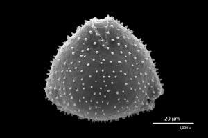 <a href="https://ntm-naturearchive.openmuseum.tw/muse/digi_object/ce60e062126cd86495edbacaa044614e" target="_blank">忍冬／國立臺灣博物館</a>