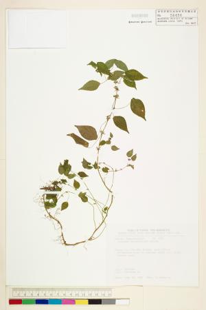 <a href="https://brmas.openmuseum.tw/muse/digi_object/71c8f7de73c05adb5a16af35d58847ca" target="_blank">短序鐵莧菜／中央研究院生物多樣性研究博物館植物標本館 (HAST)</a>