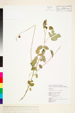 <a href="https://brmas.openmuseum.tw/muse/digi_object/71cb13e4c79c467d3e86d733f2062dbf" target="_blank">寬翼豆／中央研究院生物多樣性研究博物館植物標本館 (HAST)</a>