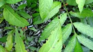 <a href="https://taieol.tw/muse/digi_object/1135e5921443d9bc4c9fb4cbb7067e10" target="_blank">Tetraphala collaris／By：stevenson1002／iNaturalist</a>