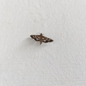 <a href="https://taieol.tw/muse/digi_object/0ba23b3afeacc5ec4b7b5d18f79cd0ca" target="_blank">Sameodes cancellalis／By：doggy0406／iNaturalist</a>