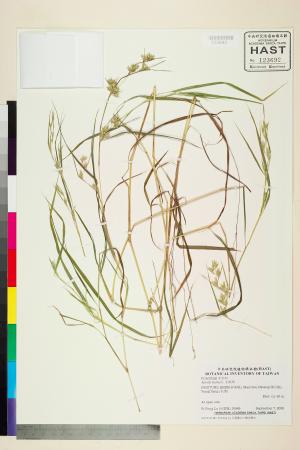 <a href="https://brmas.openmuseum.tw/muse/digi_object/71eaa3f956a5cece1971af8ef9187d6c" target="_blank">水蔗草／中央研究院生物多樣性研究博物館植物標本館 (HAST)</a>