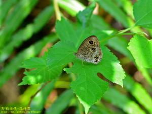 <a href="https://taieol.tw/muse/digi_object/db5d859c38071ef9010fd44e058a8a90" target="_blank">密紋波眼蝶／By：kinmatsu／iNaturalist</a>