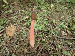 Phallus rugulosus(細皺鬼筆)