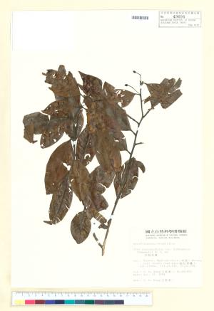 <a href="https://brmas.openmuseum.tw/muse/digi_object/7202e3907f45dbad68a5095c0bd6da3a" target="_blank">忍冬葉冬青／中央研究院生物多樣性研究博物館植物標本館 (HAST)</a>