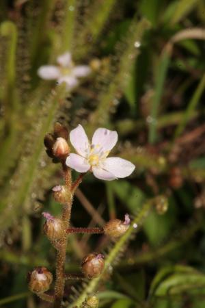 長葉茅膏菜-Droseraceae茅膏菜科-茅膏菜屬-Drosera indica-20081123新竹蓮花寺溼地-雙子葉-IMG_2938