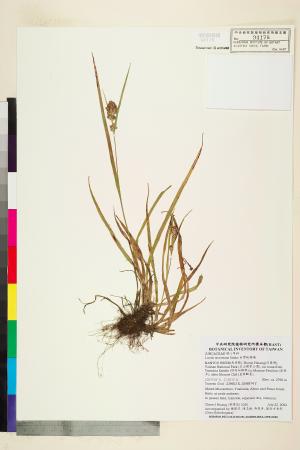 <a href="https://brmas.openmuseum.tw/muse/digi_object/724b04b6dad3a89cd67aaf3134ce7a28" target="_blank">台灣地楊梅／中央研究院生物多樣性研究博物館植物標本館 (HAST)</a>