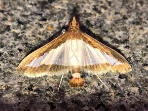 <a href="https://taieol.tw/muse/digi_object/f4185ee715a712553fcd759996b160c6" target="_blank">Diaphania indica／By：jingtzuo／iNaturalist</a>