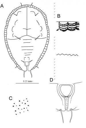  Aleuroclava guyavae  (Takahashi, 1932)