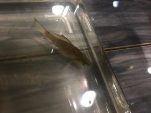<a href="https://taieol.tw/muse/digi_object/719eb14a65e4e9a6c278435cb83e56c7" target="_blank">鯽／By：yaofifi／iNaturalist</a>