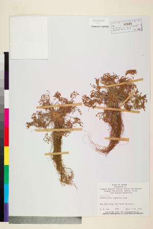 <a href="https://brmas.openmuseum.tw/muse/digi_object/728cb990d2afc5b66689f79606b23a07" target="_blank">大屯山飄拂草／中央研究院生物多樣性研究博物館植物標本館 (HAST)</a>