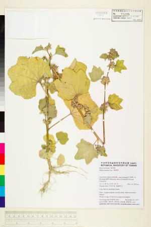 <a href="https://brmas.openmuseum.tw/muse/digi_object/728fab2f6264fd56cb3c316f2ad1fbbb" target="_blank">華錦葵／中央研究院生物多樣性研究博物館植物標本館 (HAST)</a>