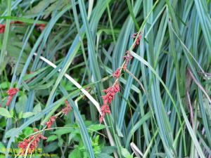 <a href="https://taieol.tw/muse/digi_object/7e635582222d86bfc904941ba444dd51" target="_blank">紅果薹／By：kinmatsu／iNaturalist</a>