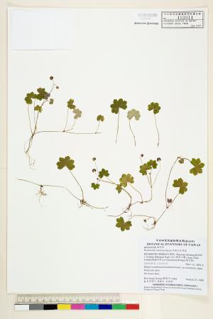 <a href="https://brmas.openmuseum.tw/muse/digi_object/72bb91d3bfa925cf250b511efb0a43ad" target="_blank">阿里山天胡荽／中央研究院生物多樣性研究博物館植物標本館 (HAST)</a>