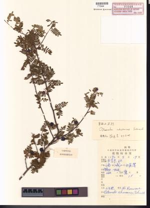 <a href="https://brmas.openmuseum.tw/muse/digi_object/72c7c2b894fb1284850dd9717c5f4459" target="_blank">華西小石積／中央研究院生物多樣性研究博物館植物標本館 (HAST)</a>