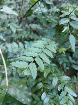 <a href="https://taieol.tw/muse/digi_object/04e1ed342c3ebee8d8fe4baebd18a5b1" target="_blank">翼核木／By：ssnp099／iNaturalist</a>
