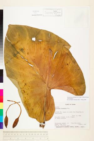 <a href="https://brmas.openmuseum.tw/muse/digi_object/72dac049b50f1b9e3518bd9bec82baa5" target="_blank">菲律賓扁葉芋／中央研究院生物多樣性研究博物館植物標本館 (HAST)</a>