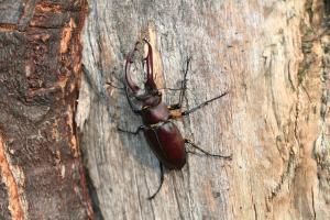 臺灣深山鍬形蟲 Lucanus formosanua-20060723-照片 152