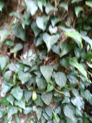 <a href="https://taieol.tw/muse/digi_object/b1a530da0519e8c2d0280c11bff03537" target="_blank">菱葉常春藤／By：naturalist14740／iNaturalist</a>