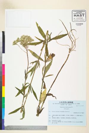 <a href="https://brmas.openmuseum.tw/muse/digi_object/732acbedf15f0baadea5fdf9d0ae3f25" target="_blank">林氏澤蘭／中央研究院生物多樣性研究博物館植物標本館 (HAST)</a>
