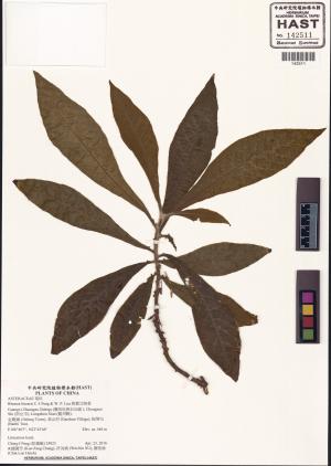 <a href="https://brmas.openmuseum.tw/muse/digi_object/733035cd892f8045a9fcf7946b51ace9" target="_blank">狹葉艾納香／中央研究院生物多樣性研究博物館植物標本館 (HAST)</a>