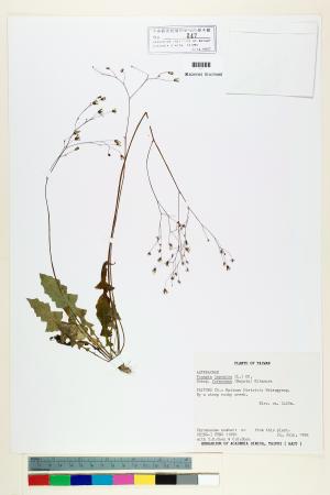 <a href="https://brmas.openmuseum.tw/muse/digi_object/733cbd396f00092b1f86b482b8ddc2b0" target="_blank">山間黃鵪菜／中央研究院生物多樣性研究博物館植物標本館 (HAST)</a>