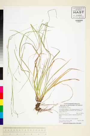<a href="https://brmas.openmuseum.tw/muse/digi_object/7349f7002cbb976b48af926e3531b252" target="_blank">長柱薹／中央研究院生物多樣性研究博物館植物標本館 (HAST)</a>