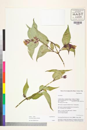 <a href="https://brmas.openmuseum.tw/muse/digi_object/736a4718978b0038e0a3a7bc0ac0c910" target="_blank">鬼吹簫／中央研究院生物多樣性研究博物館植物標本館 (HAST)</a>
