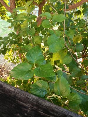 <a href="https://taieol.tw/muse/digi_object/5c279aa4e355545007ef8bdfcc9eb372" target="_blank">桑／By：claire450387／iNaturalist</a>