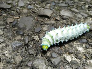 <a href="https://taieol.tw/muse/digi_object/fcc2a55b16d67385b13213e469fff2ac" target="_blank">眉紋天蠶蛾／By：naturalist3681／iNaturalist</a>