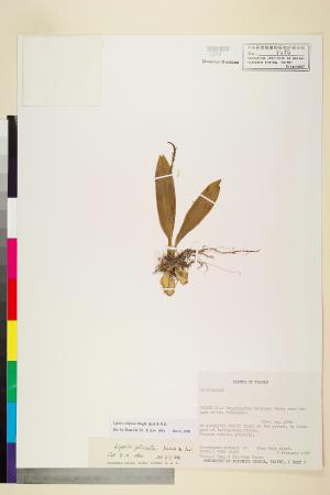 <a href="https://brmas.openmuseum.tw/muse/digi_object/737c9b96b768002087765a8c4ae6d8ee" target="_blank">扁球羊耳蒜／中央研究院生物多樣性研究博物館植物標本館 (HAST)</a>