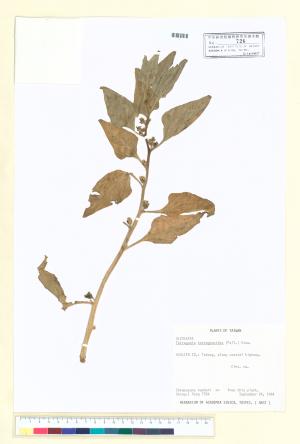 <a href="https://brmas.openmuseum.tw/muse/digi_object/739be7bc64aa77608ab87edfcdd6463c" target="_blank">番杏／中央研究院生物多樣性研究博物館植物標本館 (HAST)</a>