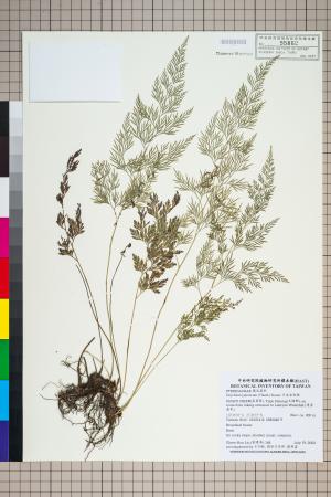 <a href="https://brmas.openmuseum.tw/muse/digi_object/73a3e80e61fc2f952f93570d4723d559" target="_blank">日本金粉蕨／中央研究院生物多樣性研究博物館植物標本館 (HAST)</a>