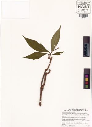 <a href="https://brmas.openmuseum.tw/muse/digi_object/73a54c0ade14871a3ed9c8c7aa9313b1" target="_blank">阿里山紫金牛／中央研究院生物多樣性研究博物館植物標本館 (HAST)</a>