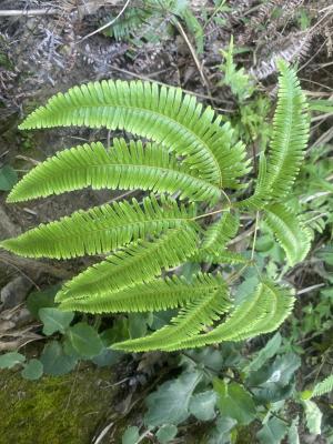 <a href="https://taieol.tw/muse/digi_object/e0084bdd800fcec3091ad0070f2e28e4" target="_blank">芒萁／By：abbyamy／iNaturalist</a>