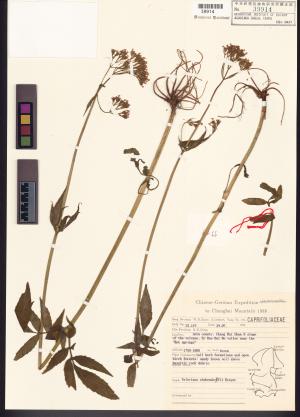 <a href="https://brmas.openmuseum.tw/muse/digi_object/73b4bc2804338d0aebfb98997199a32b" target="_blank">纈草屬／中央研究院生物多樣性研究博物館植物標本館 (HAST)</a>