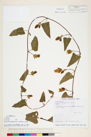 <a href="https://brmas.openmuseum.tw/muse/digi_object/73b7bec3b4c08ec7e311134d5f2f53f8" target="_blank">盒果藤／中央研究院生物多樣性研究博物館植物標本館 (HAST)</a>