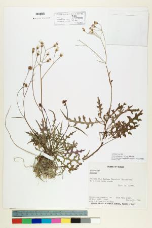 <a href="https://brmas.openmuseum.tw/muse/digi_object/73e0bcf2dfa470d12cdc17859cdf8fc5" target="_blank">台東黃菀／中央研究院生物多樣性研究博物館植物標本館 (HAST)</a>