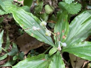 <a href="https://taieol.tw/muse/digi_object/81dce1202a2a5ed456c762bc054c1fcf" target="_blank">杜若／By：wenyihuang／iNaturalist</a>